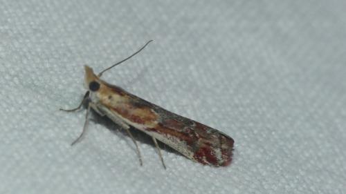 Ancylosis cinnamomella